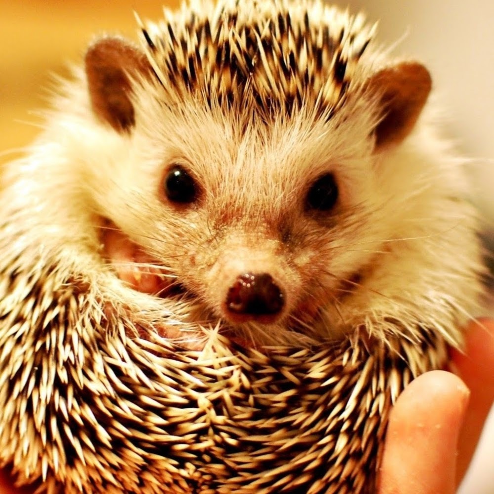 Meet your Posher, Erika